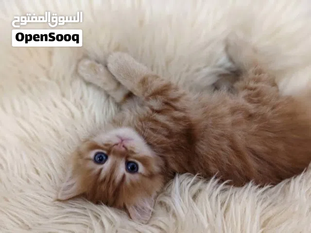 مشمش جاهز لبيته الجديد ولد عنده 45يوم
