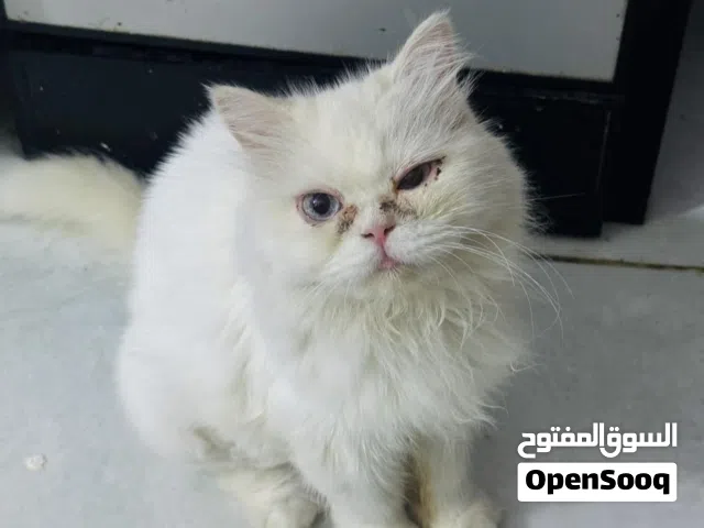 قطة شيرازية معقمة انفقدت قبل اسبوعين على من يعثر عليها التواصل معي وله مكافئة