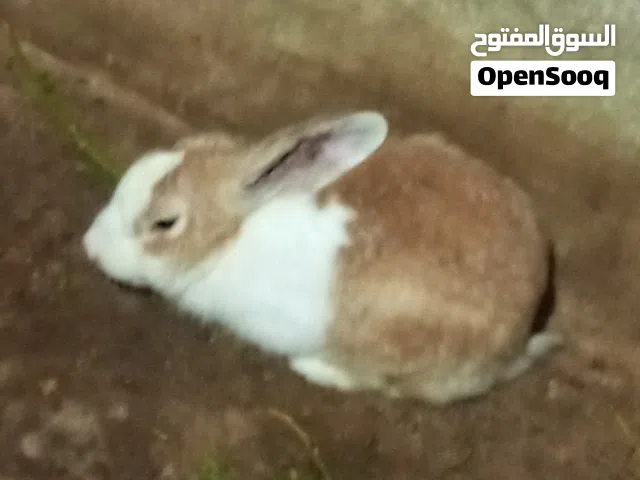 ارنب هجين الماني للبيع 70 دينار