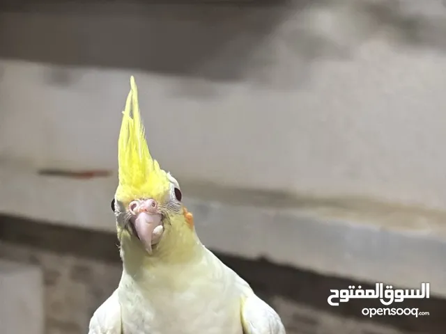 عصفور كوكتيل مايشكي من اي مرض واليف جداً يمكن لللعب