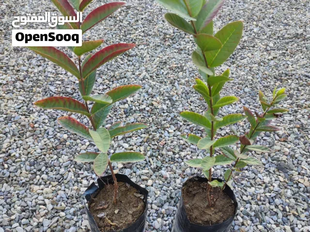 شتلات جوافه وتين وليمون