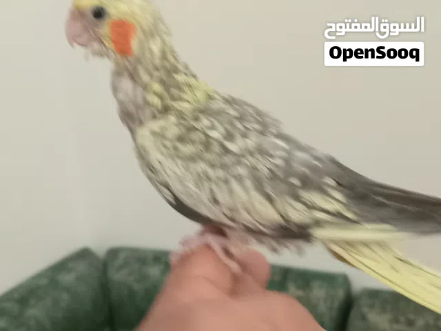 فرخ كوكتيل مروض صحة ونضافة الله ايبارك