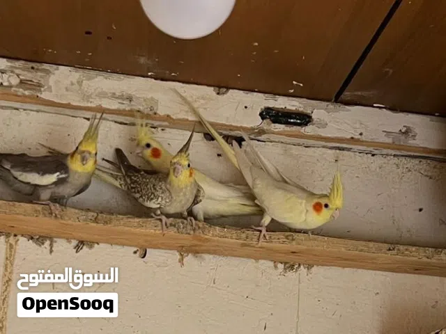 3كوبيات كوكتيل مصوقرات ماشالله