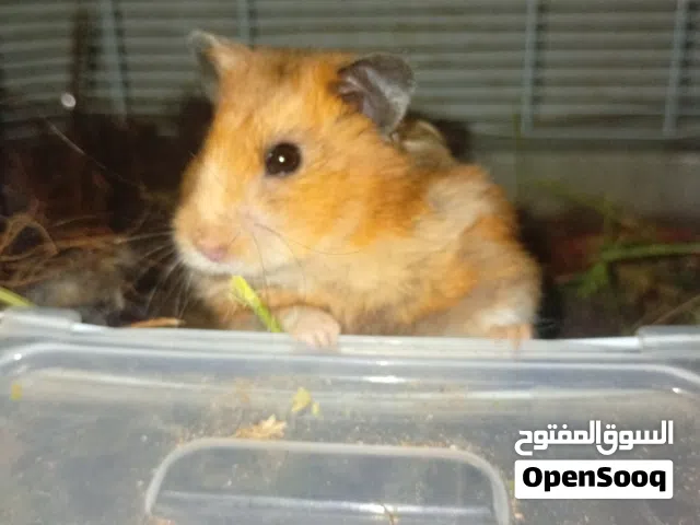 جوزها مستر للبيع مع قفص طابقين