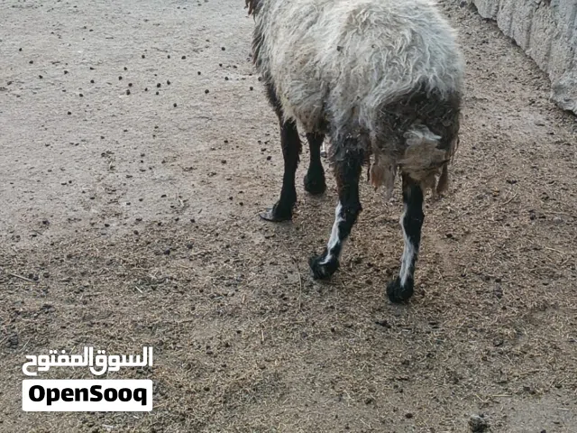 نعجه كصابه  سمينه كلش وشرط الصحات مكاني بصره ابو الخصيب شارع المحكمه
