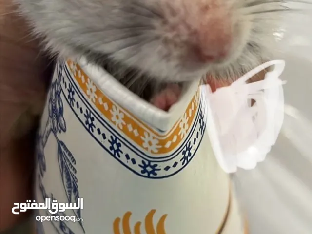 للتبني هامستر