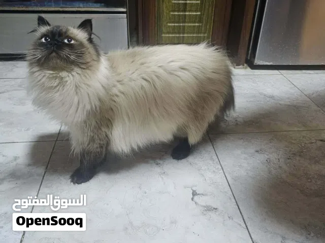 قط ذكر هملايا بعمر 7 شهور تقريبا للبيع