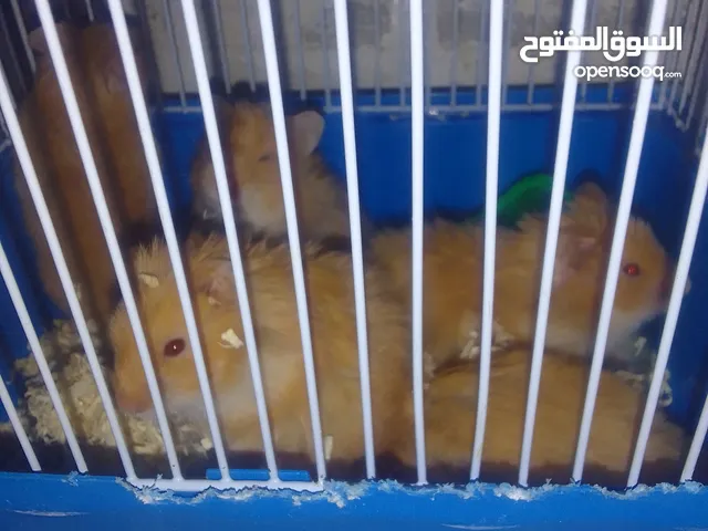 ھمستر برتقالي عدد5 الام واولادھا 4