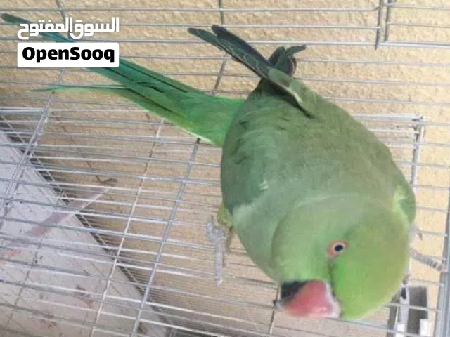 بغبغاء الدره