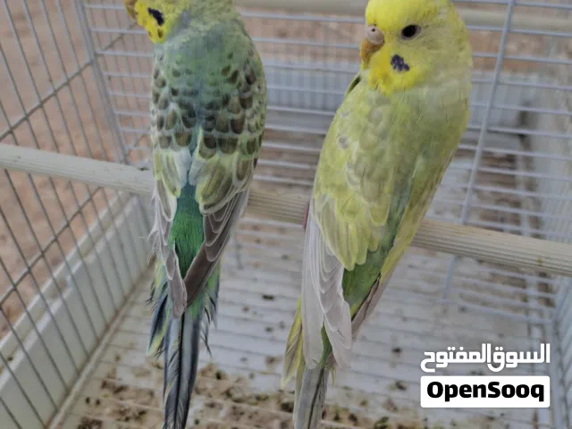 كوبية جاهزة تسخن تبي حضانة بس