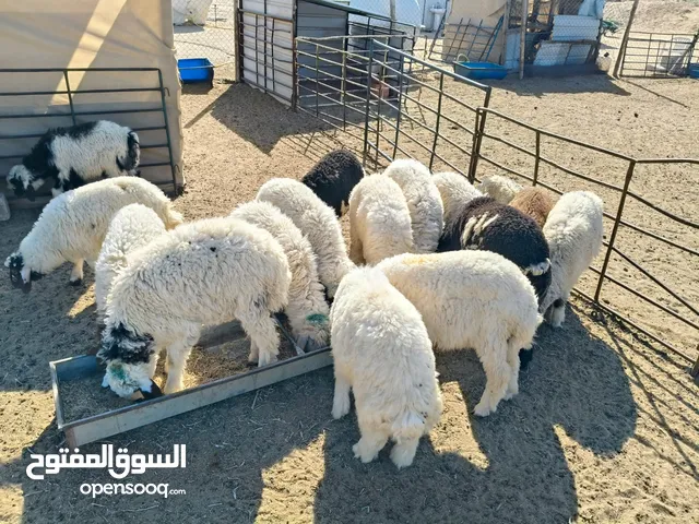 للبيع ذبائح أبويوسف