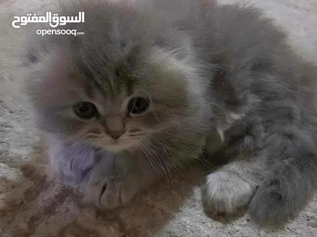 قطط سكوتش فولدرز