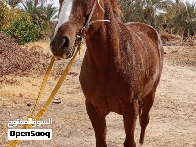 فرس شقراء للبيع