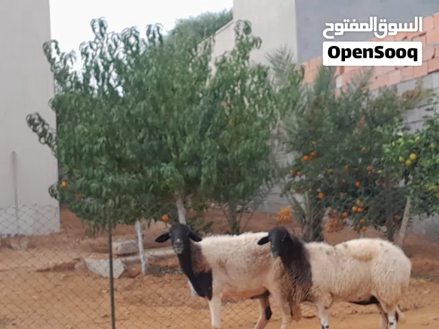 زوز نعاج وطنيات ربي يبارك عشار ووحده مقربه ضروعهن سليمه سنهم تاني جمع..