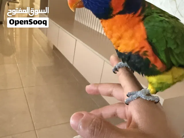 لوري ريمبو