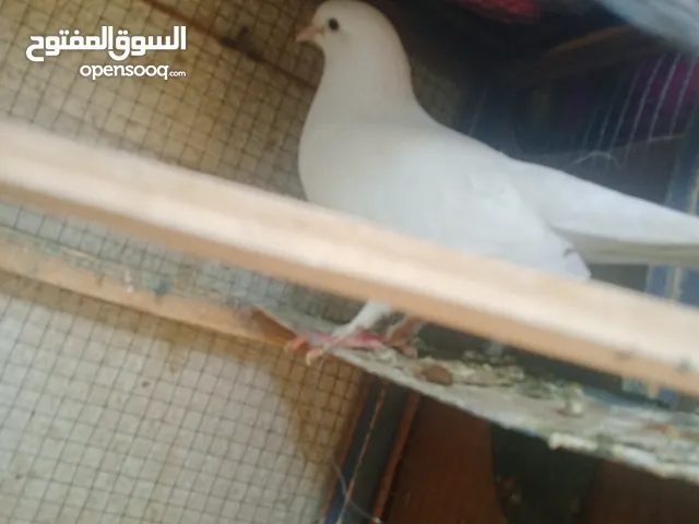 حمام 9