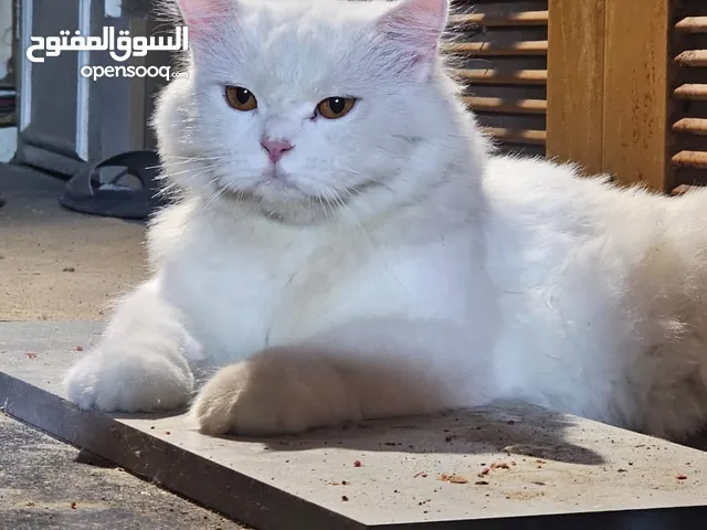 Persian cat