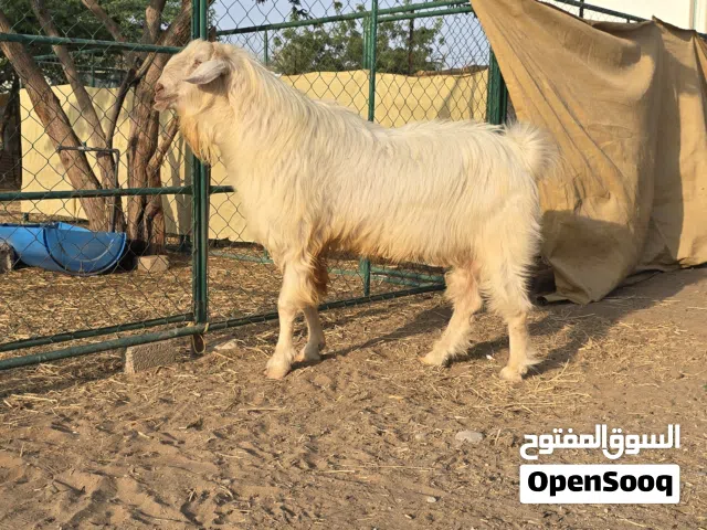 تيس فحل للبيع