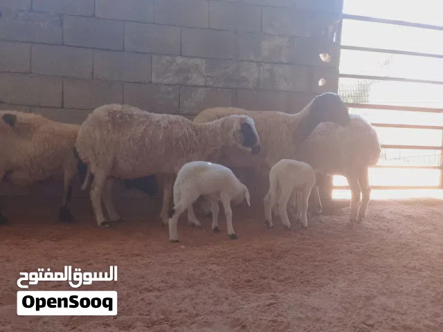 6 نعاج.. فيهم زوز ولادات و4عشار
