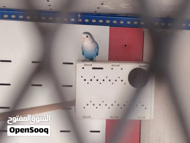 ذكر روز فيس ابيض