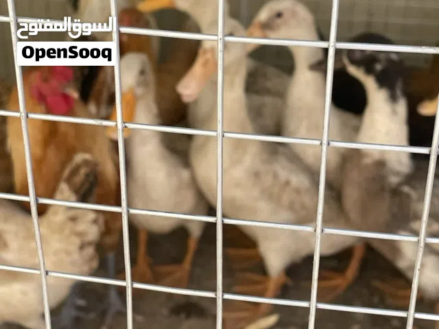 بط للبيع تربية بيت