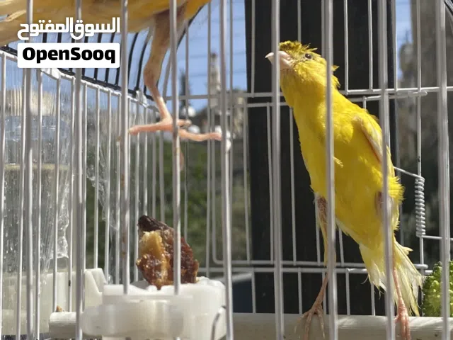 كنارات بناديق للبيع