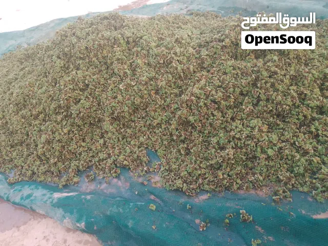 نبات الازولا علف قوى