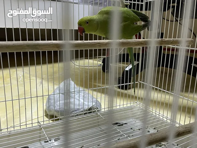بغبغاء مستعمل سبوعين
