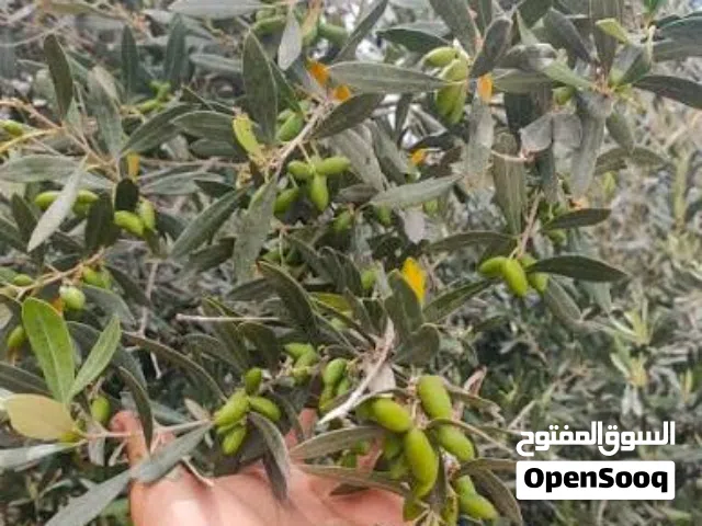 ارض زراعيه قرب أراضي جامعه النجاح ببلده كور