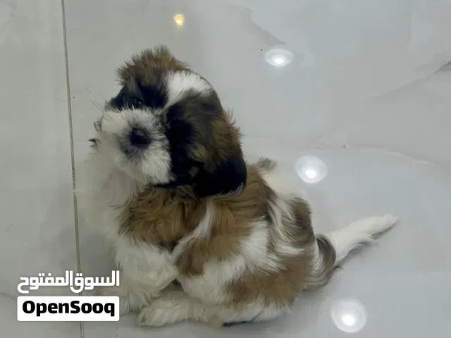 Beautiful Shih Tzu Puppy Looking for a Loving Home    3 Months Old  Vaccinated  Microchipped