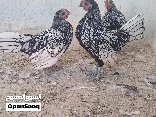 دجاج سبرايت