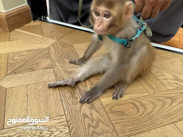 قرد مكاك انثى