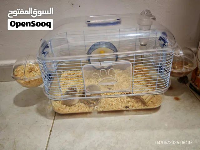 هامستر روسي عمر 6 شهور