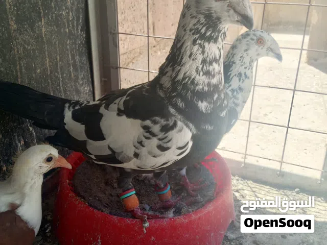 سبع جواز حمام و18 فرخ بواقي