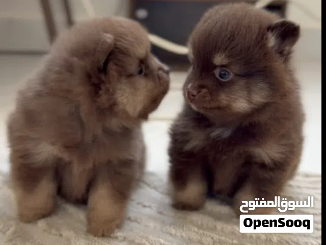كلاب  عدد 2 ذكور