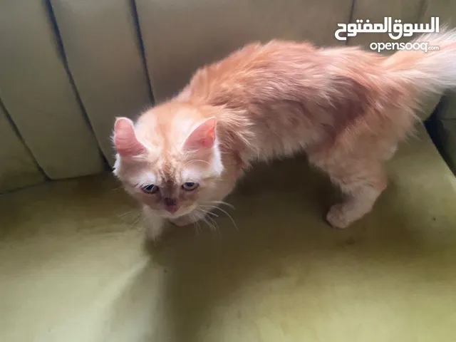 قط أنثى منتج