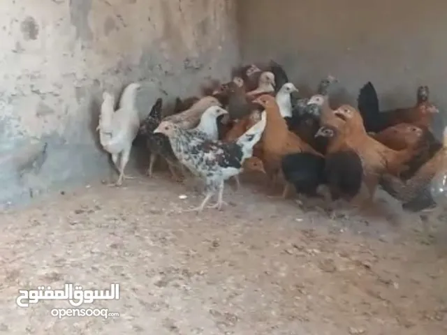 للبيع دجاج  عماني