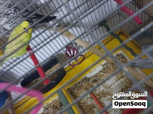 للبيع انثى كوكتيل وجوز حب شغال