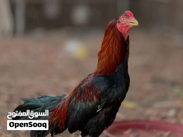 للبيع طير اموره طيبه او للبدل