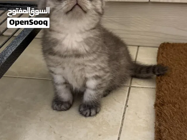 Scottish Triple Fold & Straight kittens
