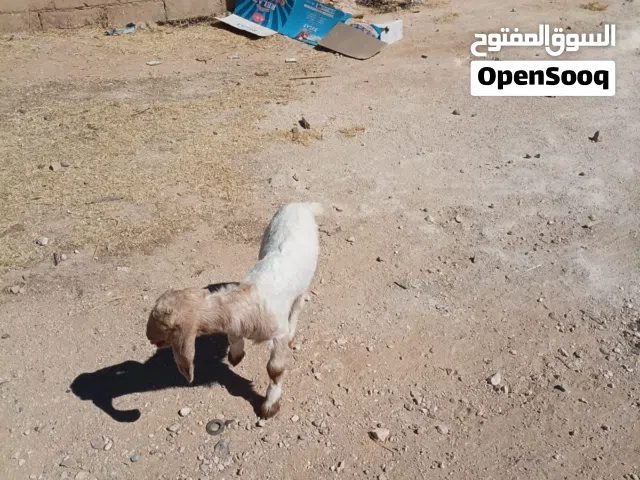 وصخال بصلاة على النبي