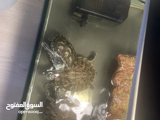3 healthy cute turtles - with full set