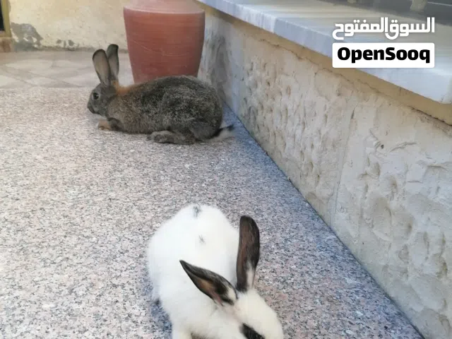 ارانب عدد 2 بلدي