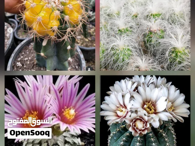 صبار جميل جدا ومزهر