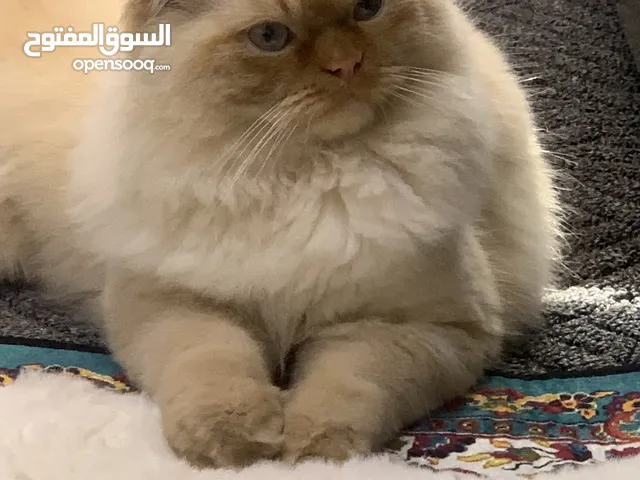 قط همالايا للبيع السعر 80 دينار