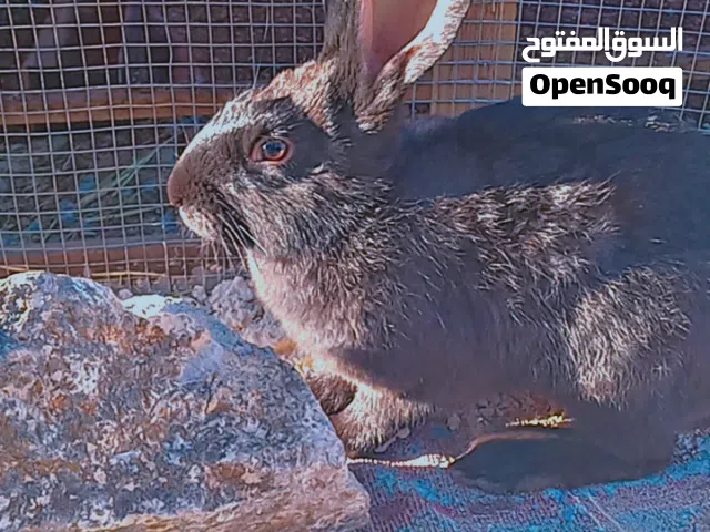 ذكر هجين بابيون اسود