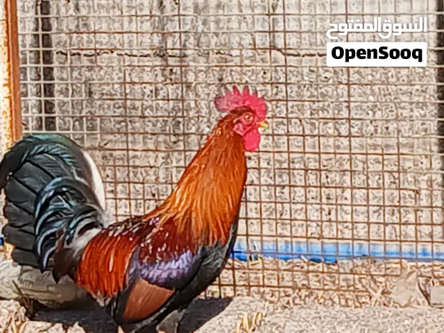 دجاج كويتي للبيع