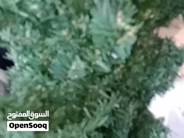 #عرطه بيعة شجر صناعي  كوم بالبركه حمولة دينه  العدد تقريباً 150 حبه احجام مختلفه ولها قاعدة