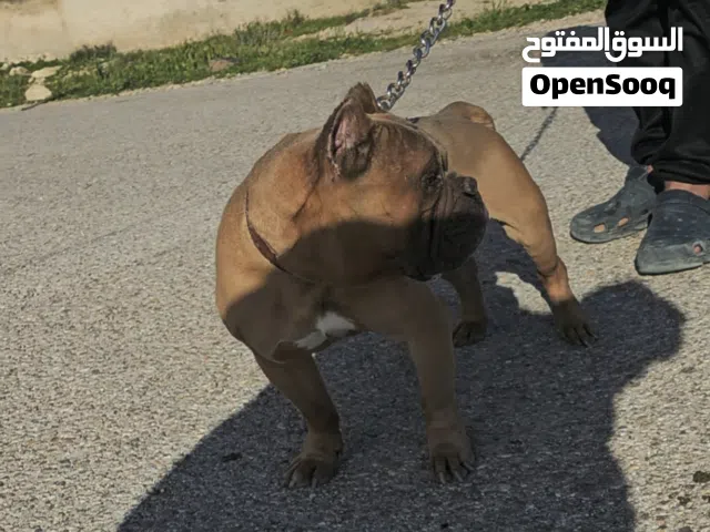 اميركان بولي اكزاتيك