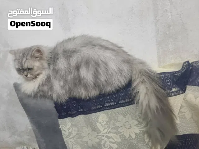 قط للبيع عرطه